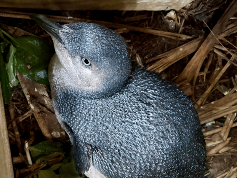 Kororā Little Penguin