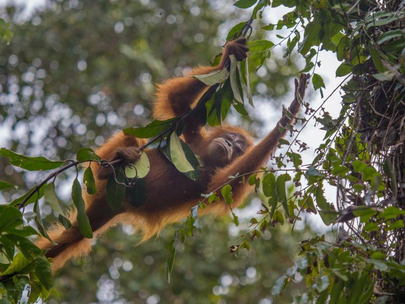 Orangutan in trees