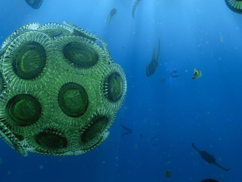 Phytoplankton (macro shot)