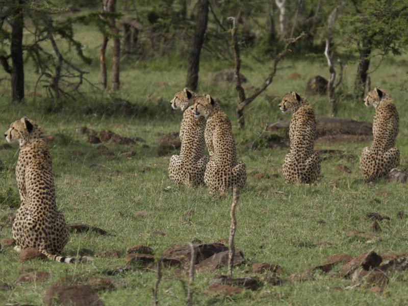 Group of cheetahs 
