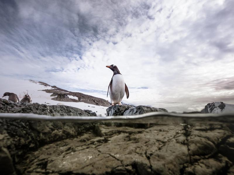 Gentoo penguin