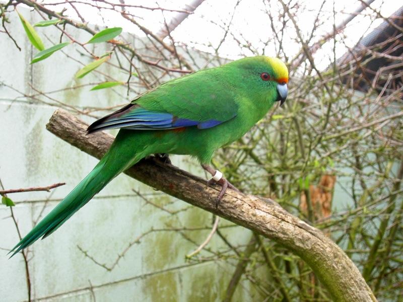 Orange fronted parakeet in sanctuary