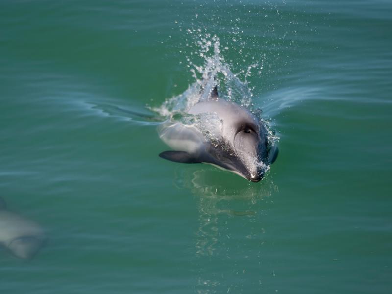 Māui dolphin