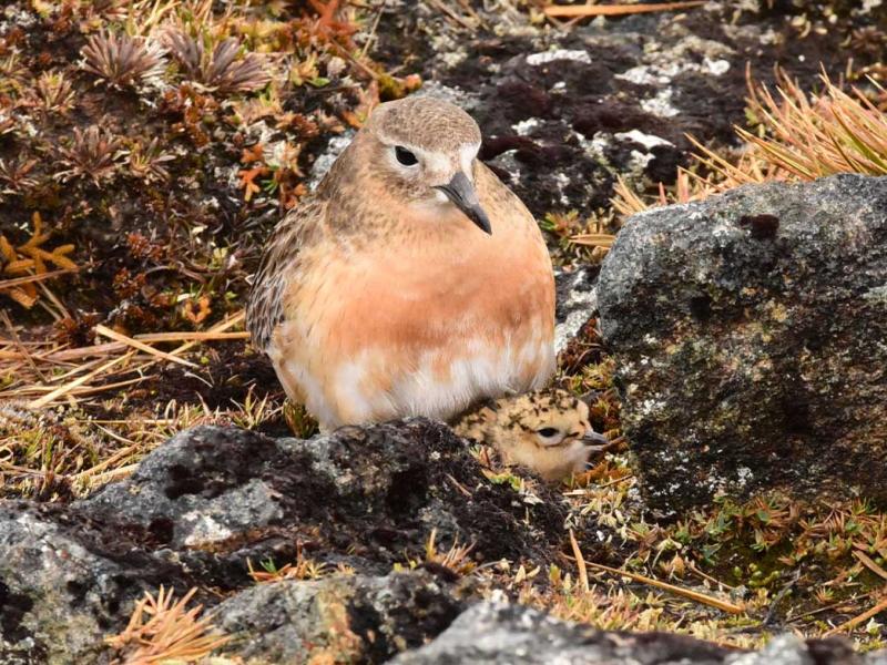 Southern dotterel with chick