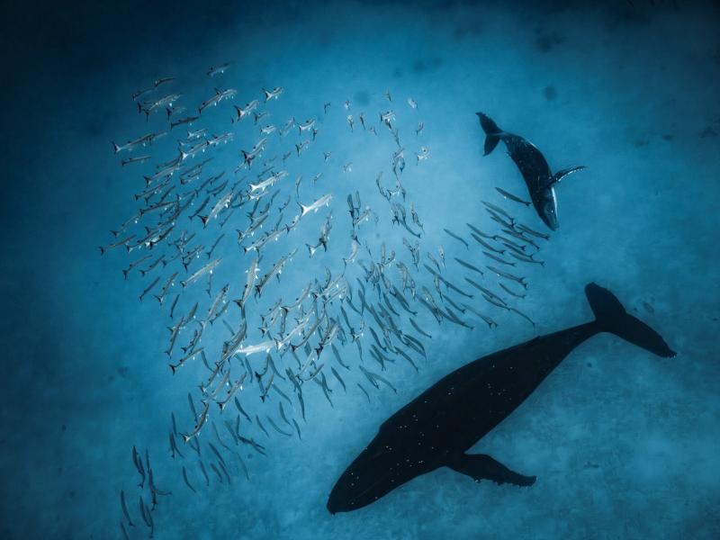 Image of Humpback whales and barracuda