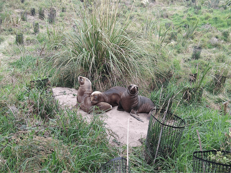 Seal pups resting