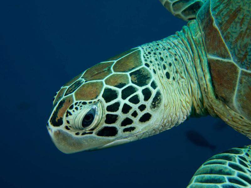Sea Turtle