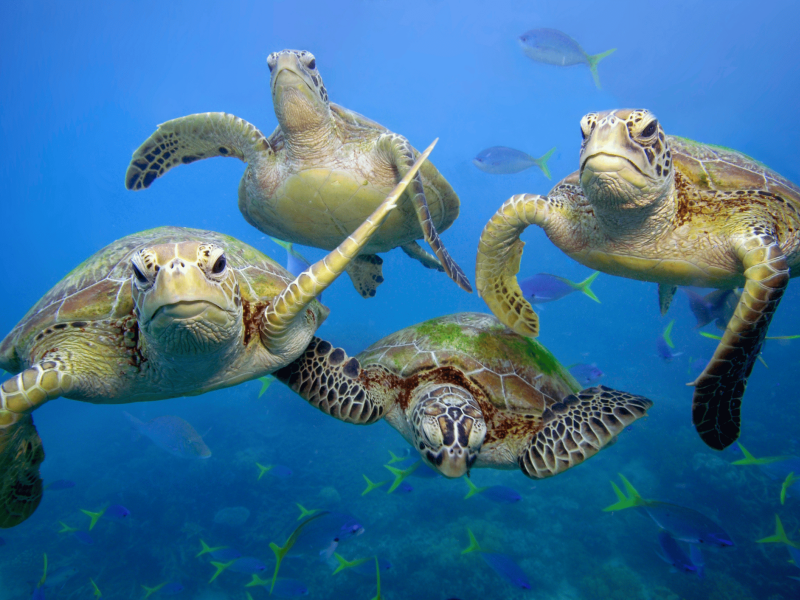 Marine turtles