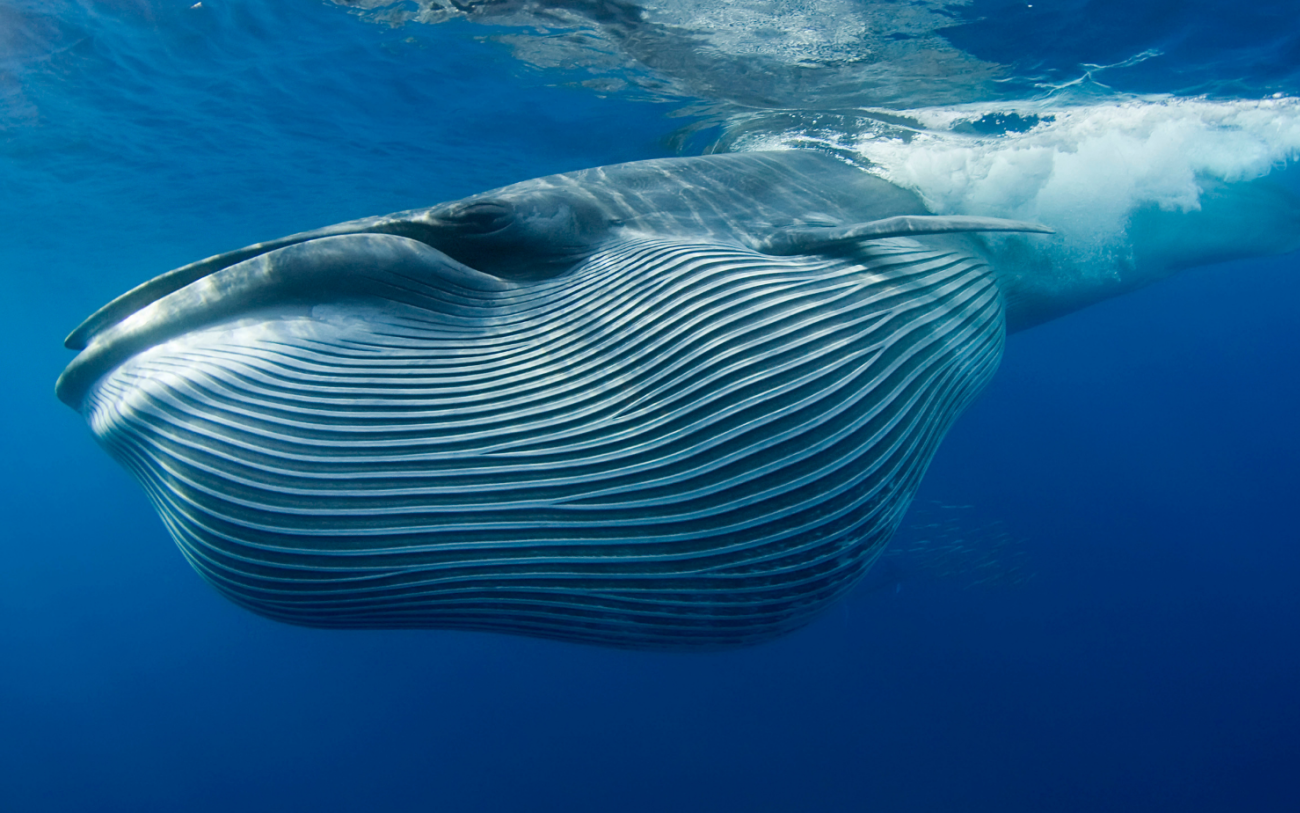 Bryde's Whale