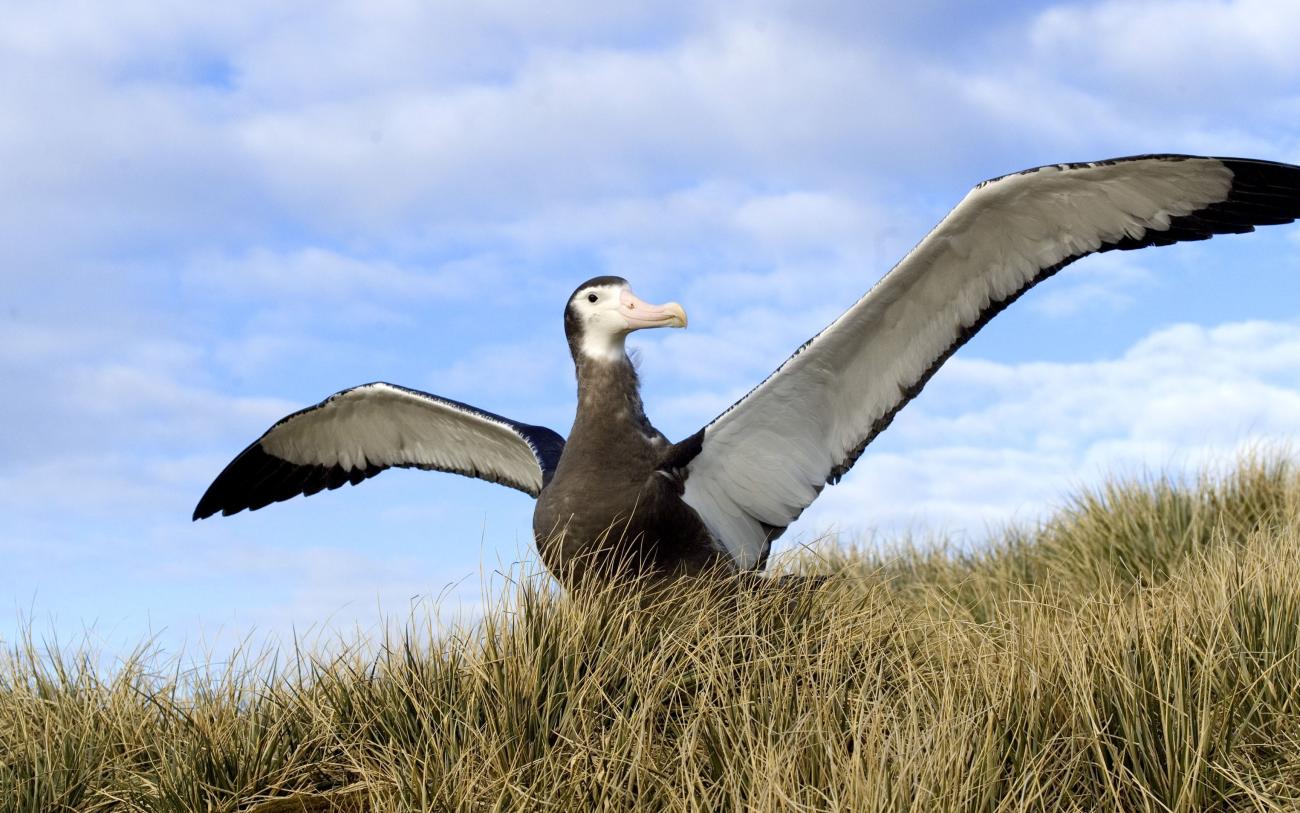 Wandering albatross