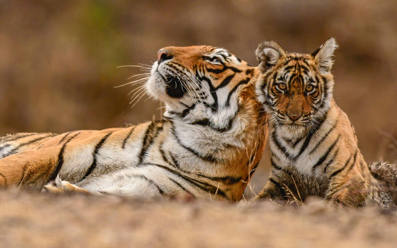 Tiger and cub