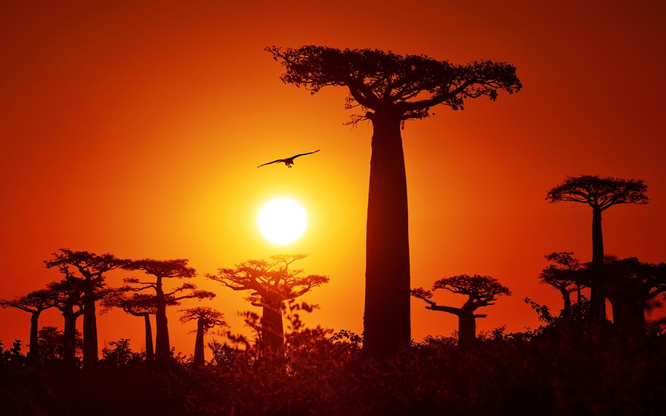 Baobab tree