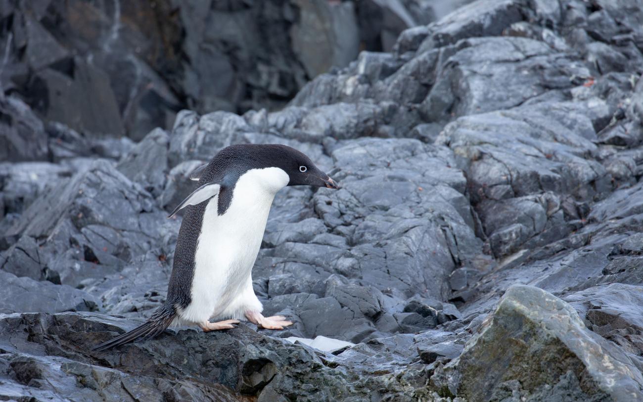 Adelie penguin