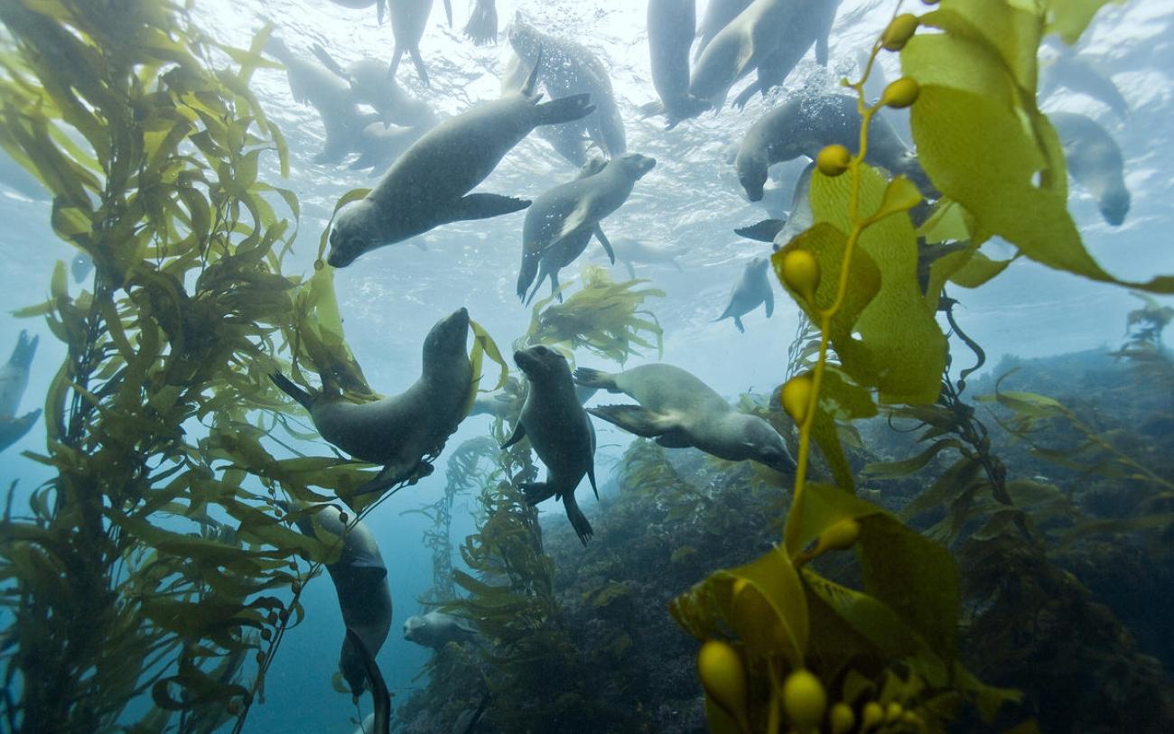 Healthy Kelp Forest