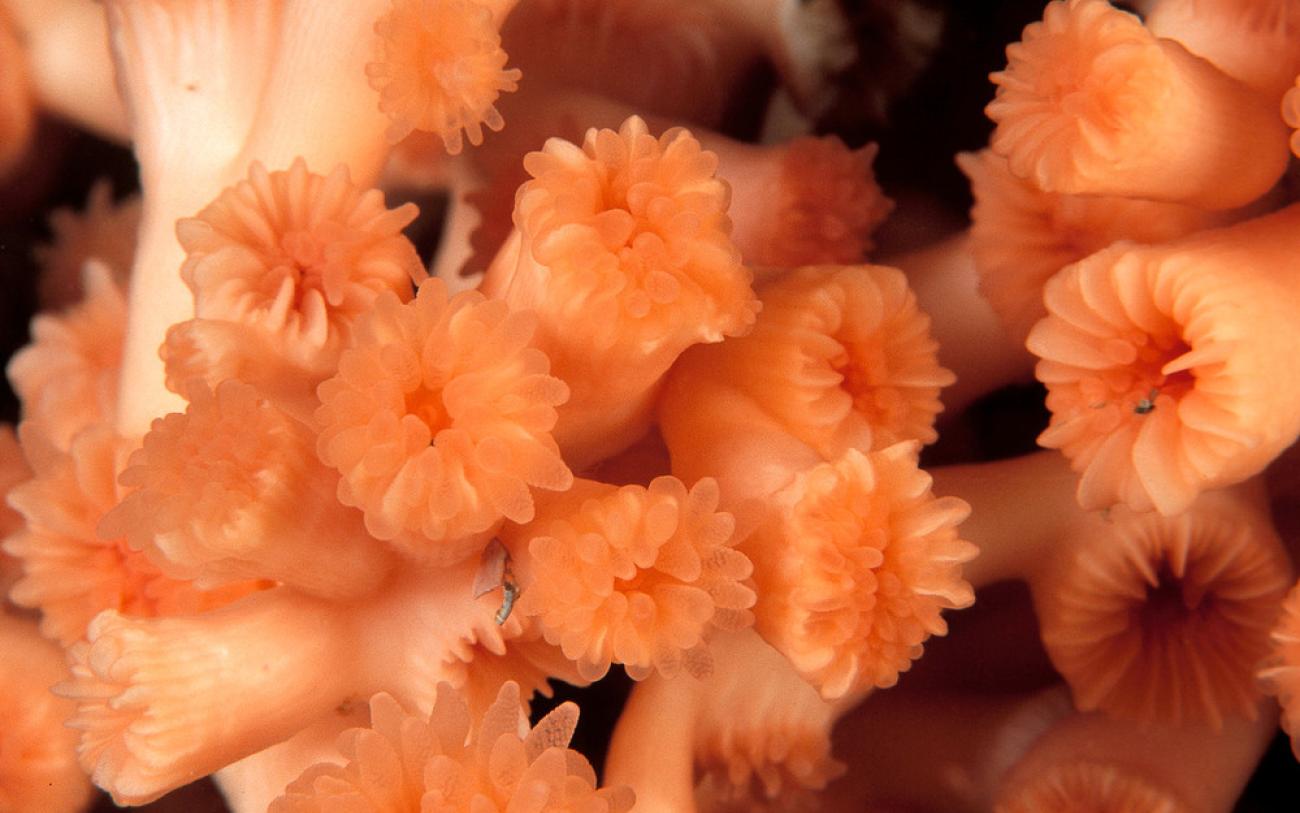 Image of deep sea coral