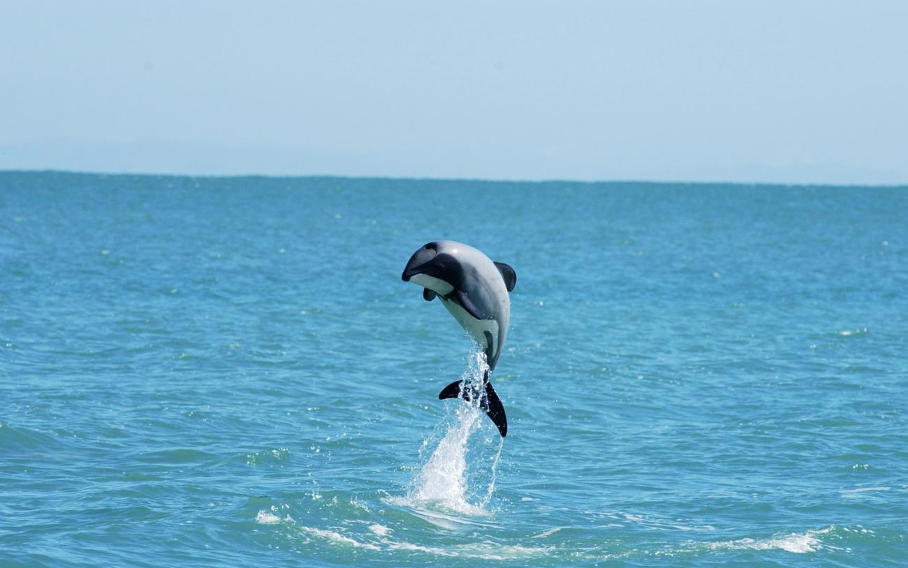 Jumping Hector's dolphin