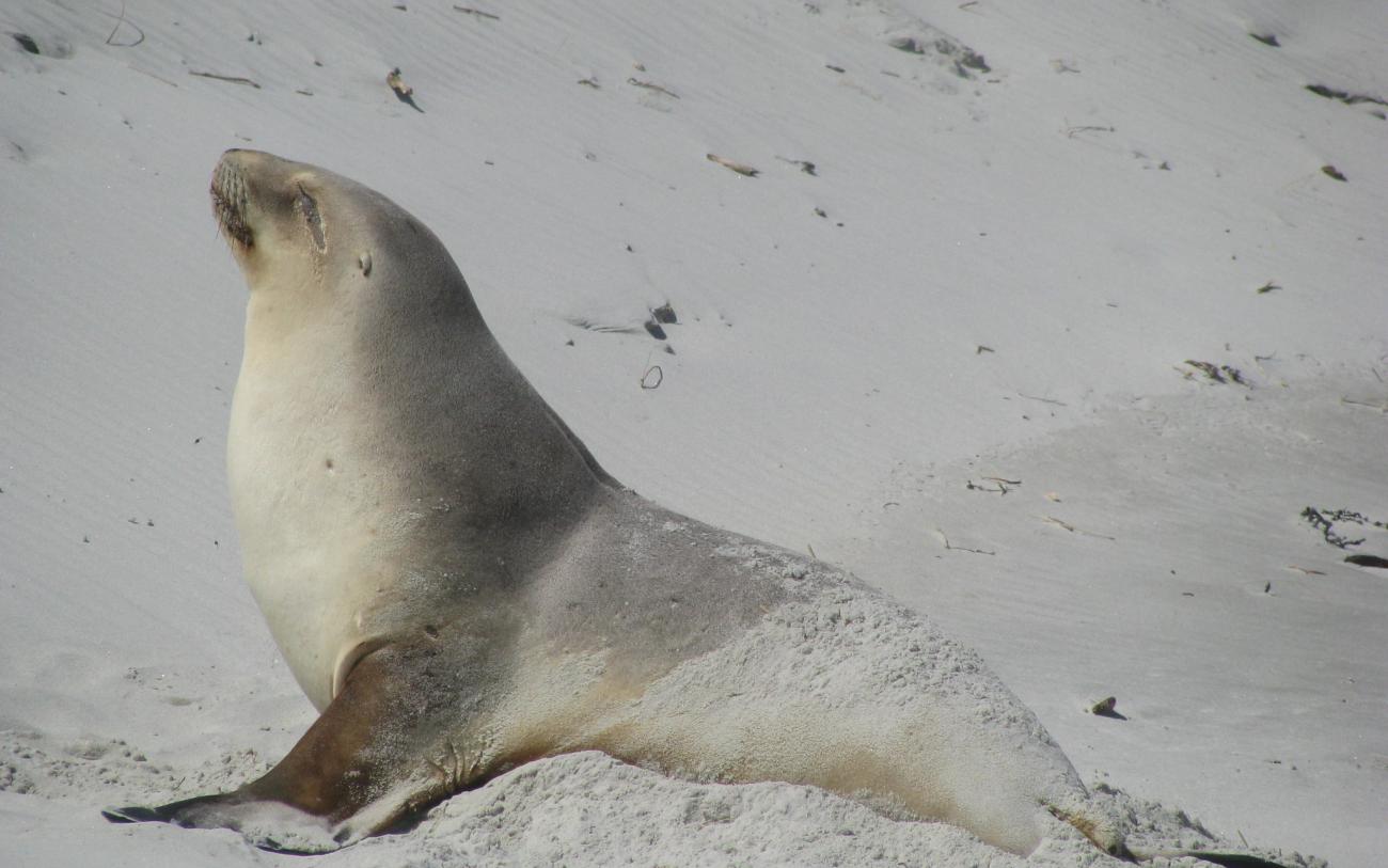 Female New Zealand sea lion