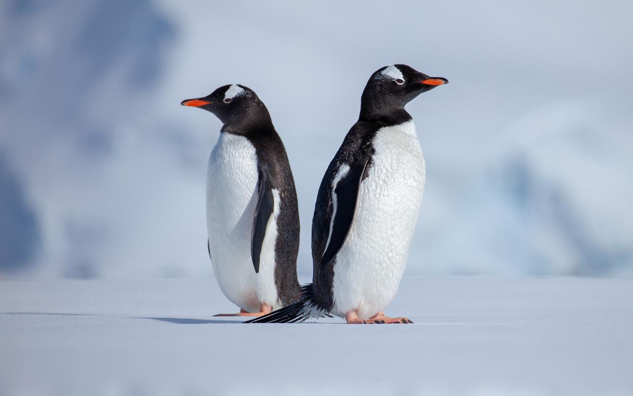 Penguins eCard