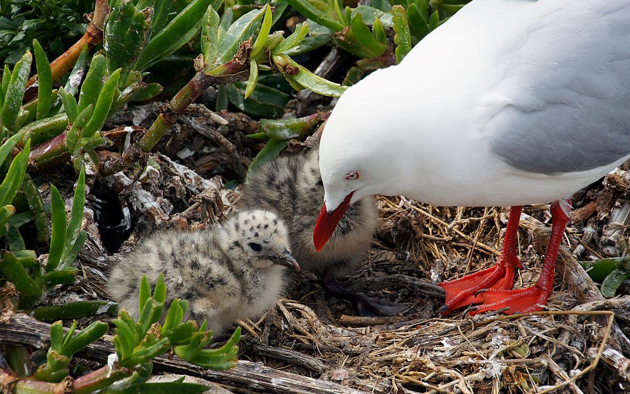 Red billed gull and chicks