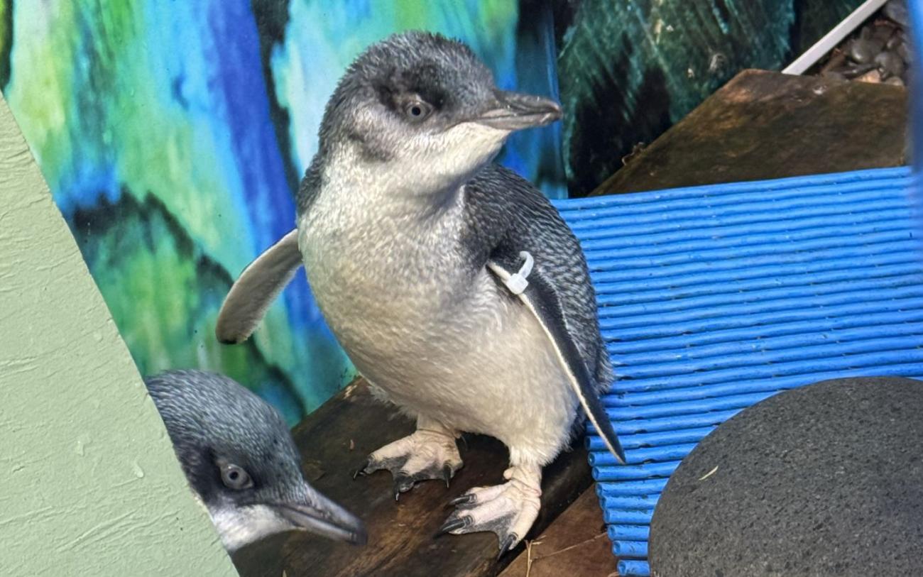 Little blue penguins on Waiheke.