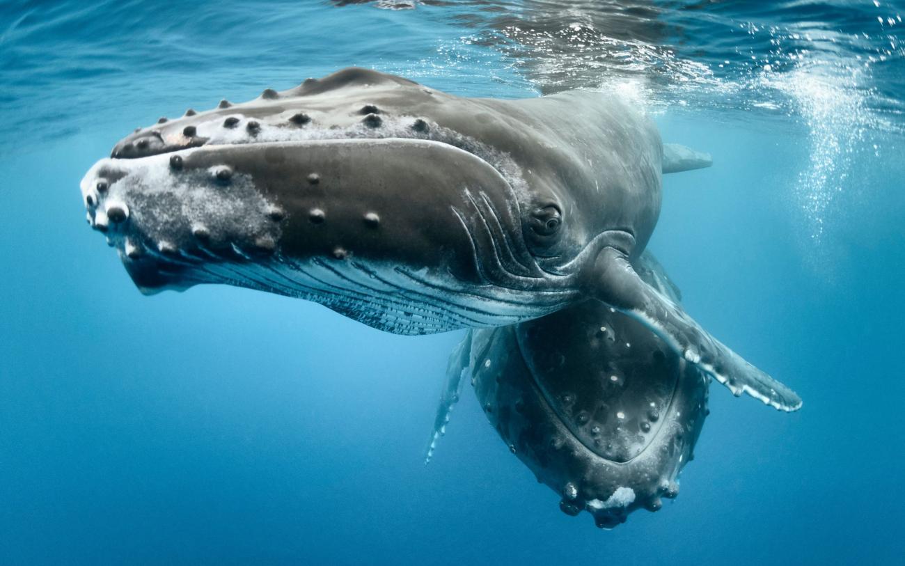 Humpback whale and calf