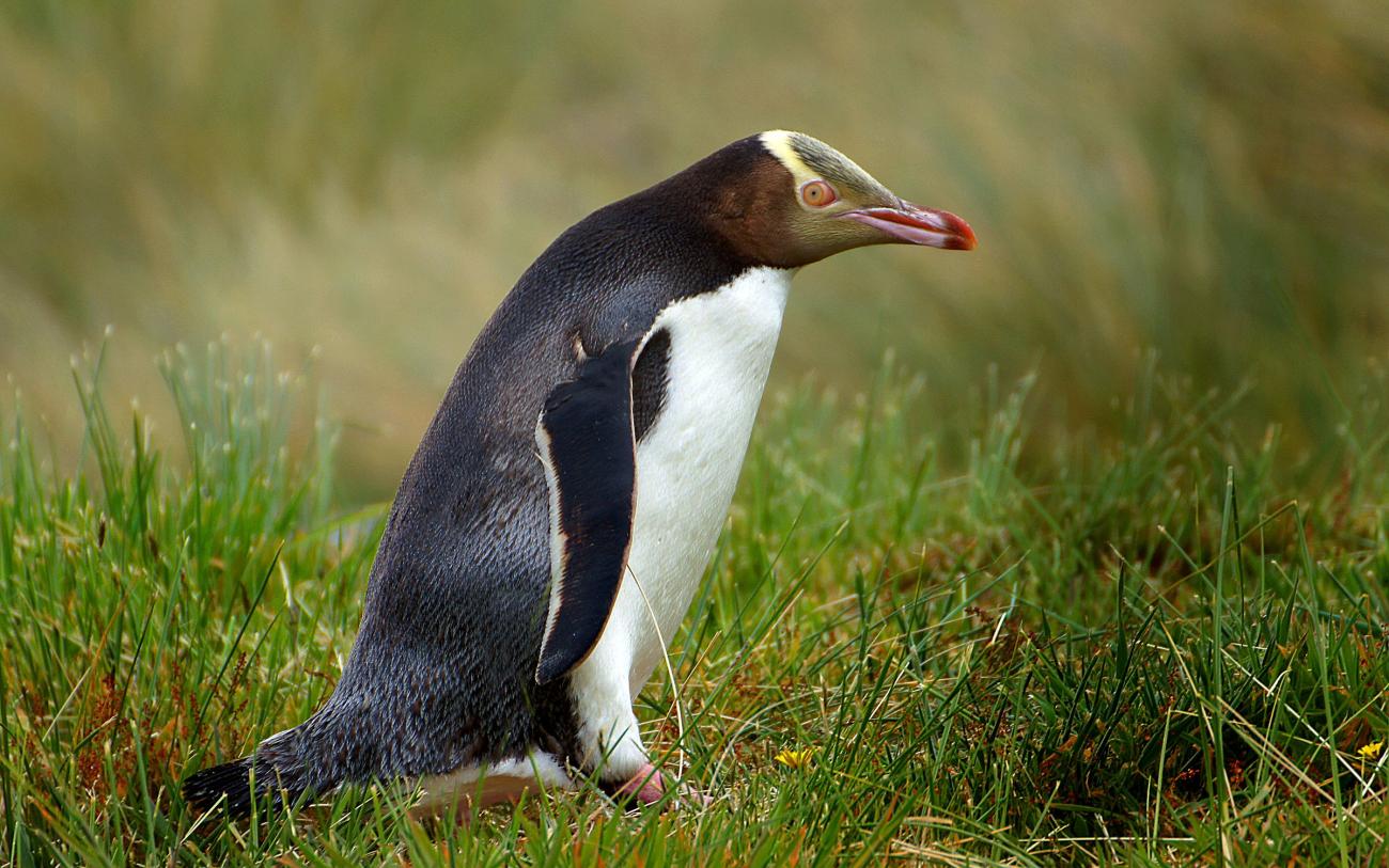 hunched hoiho walking