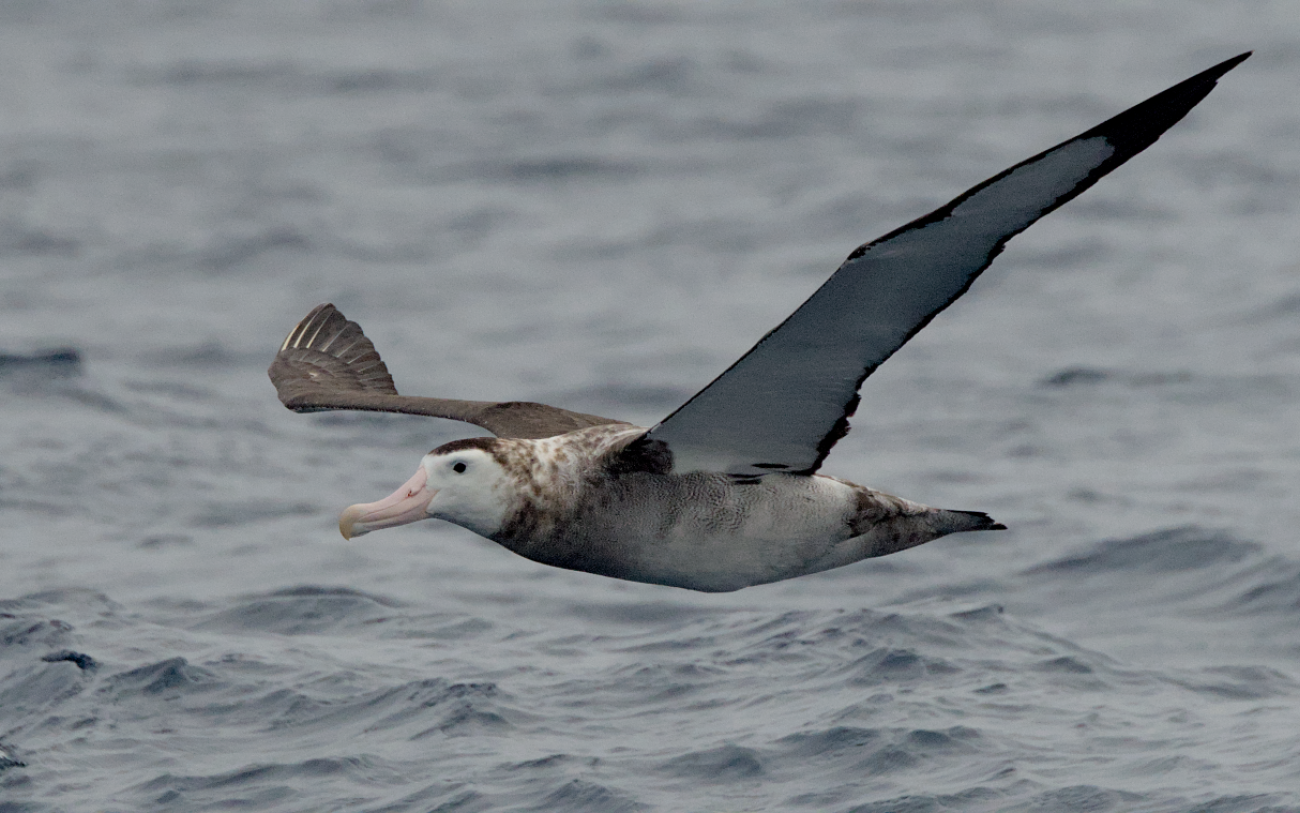 Image of a flying Antipodean Albatross