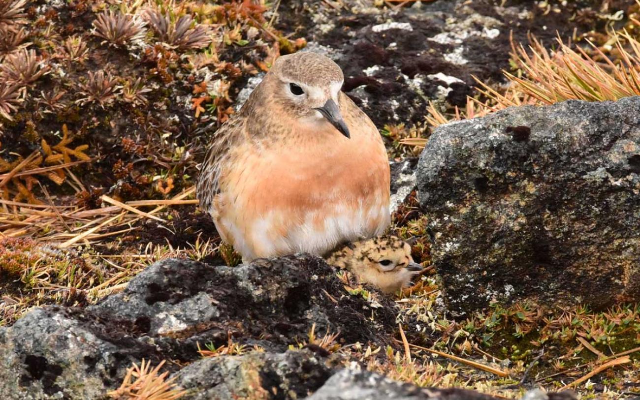 Southern dotterel with chick