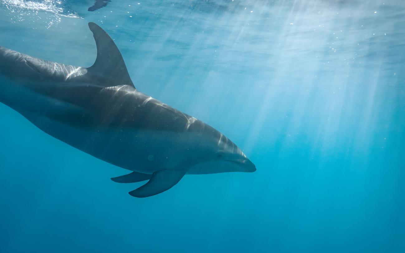 Dusky Dolphin Kaikoura