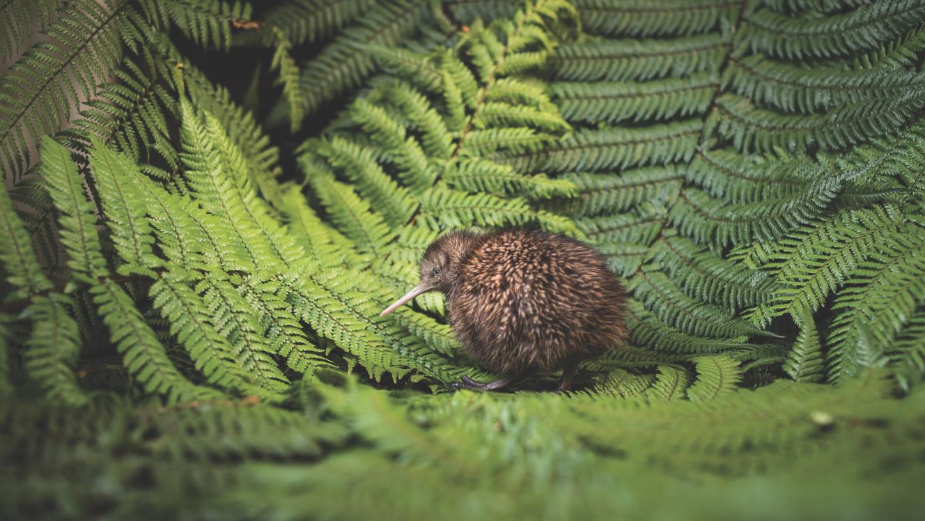 Kiwi