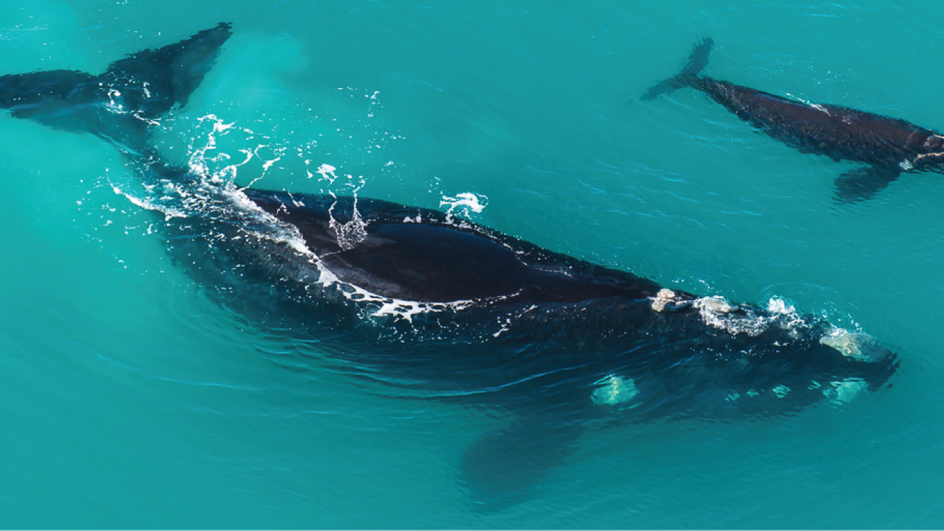 Southern right whale and calf