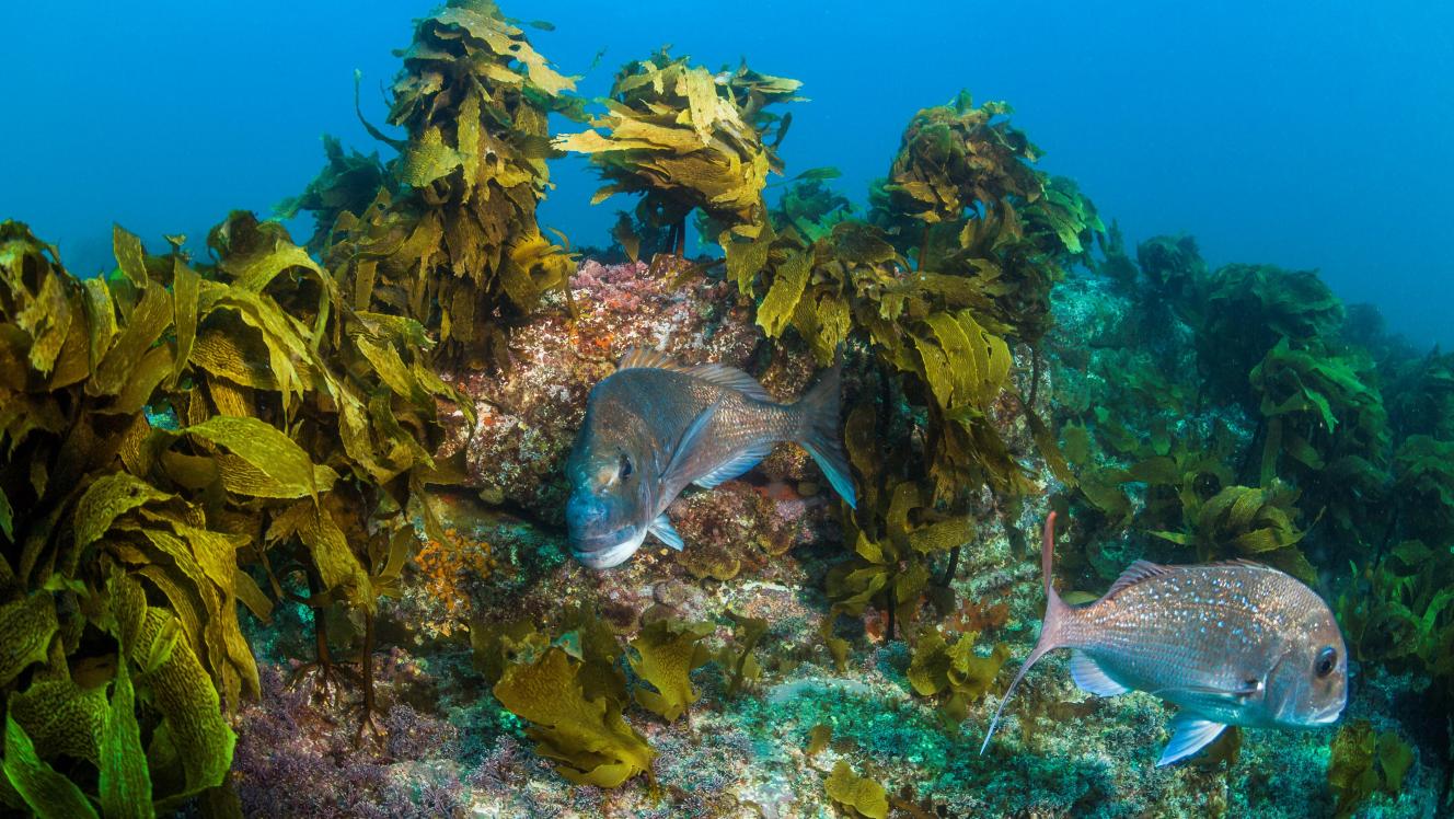 Snapper and kingfish