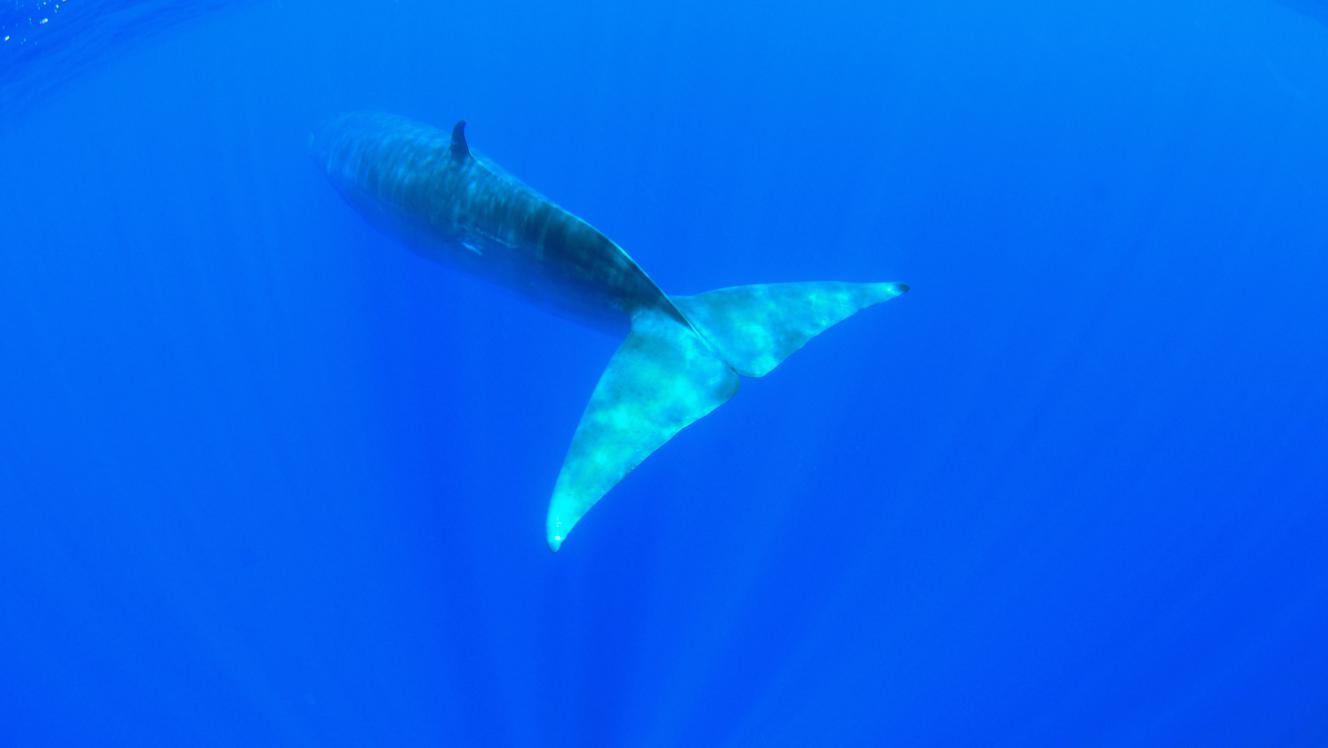 tail fins whale
