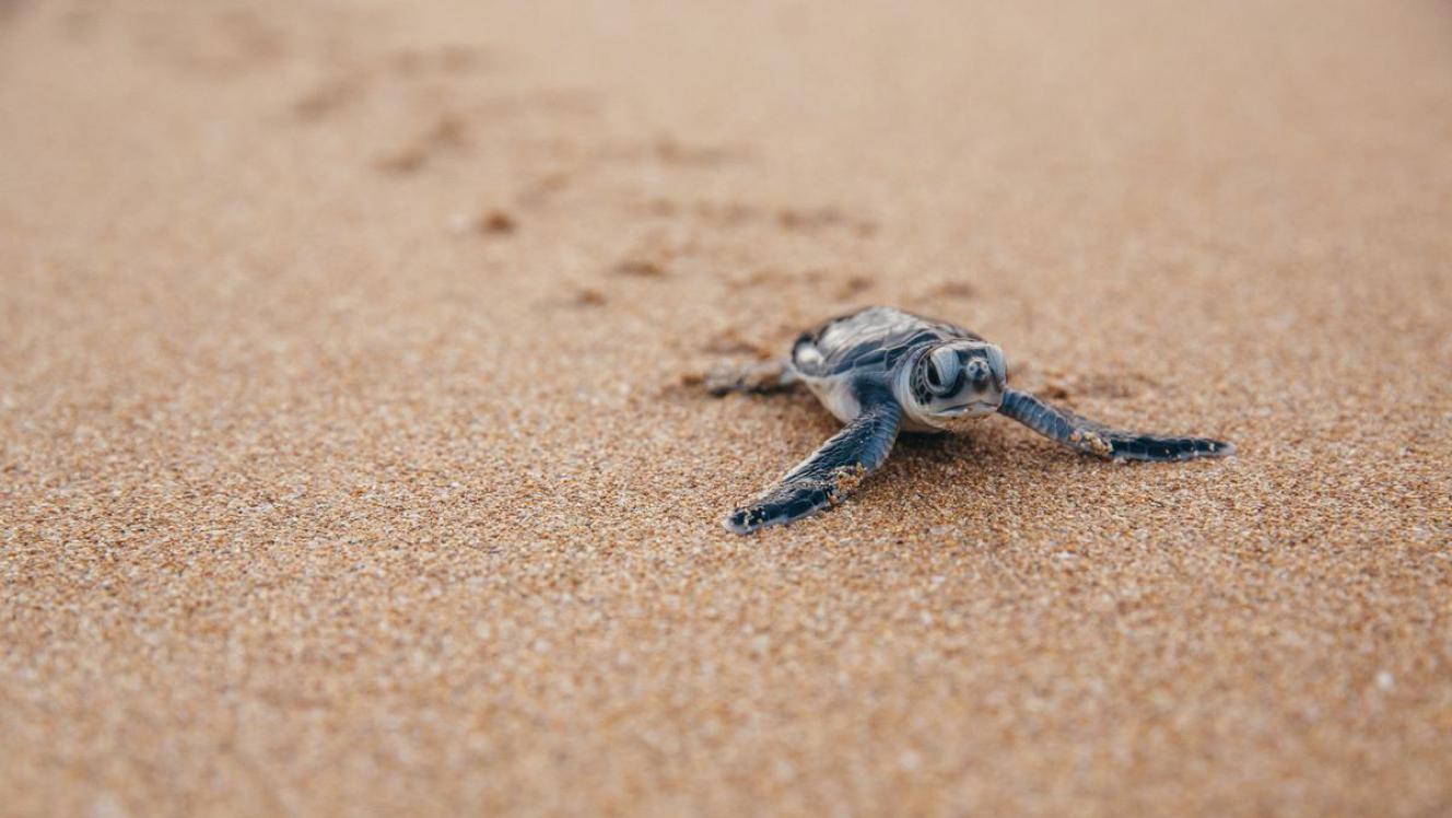 turtle hatchling crawls down beach