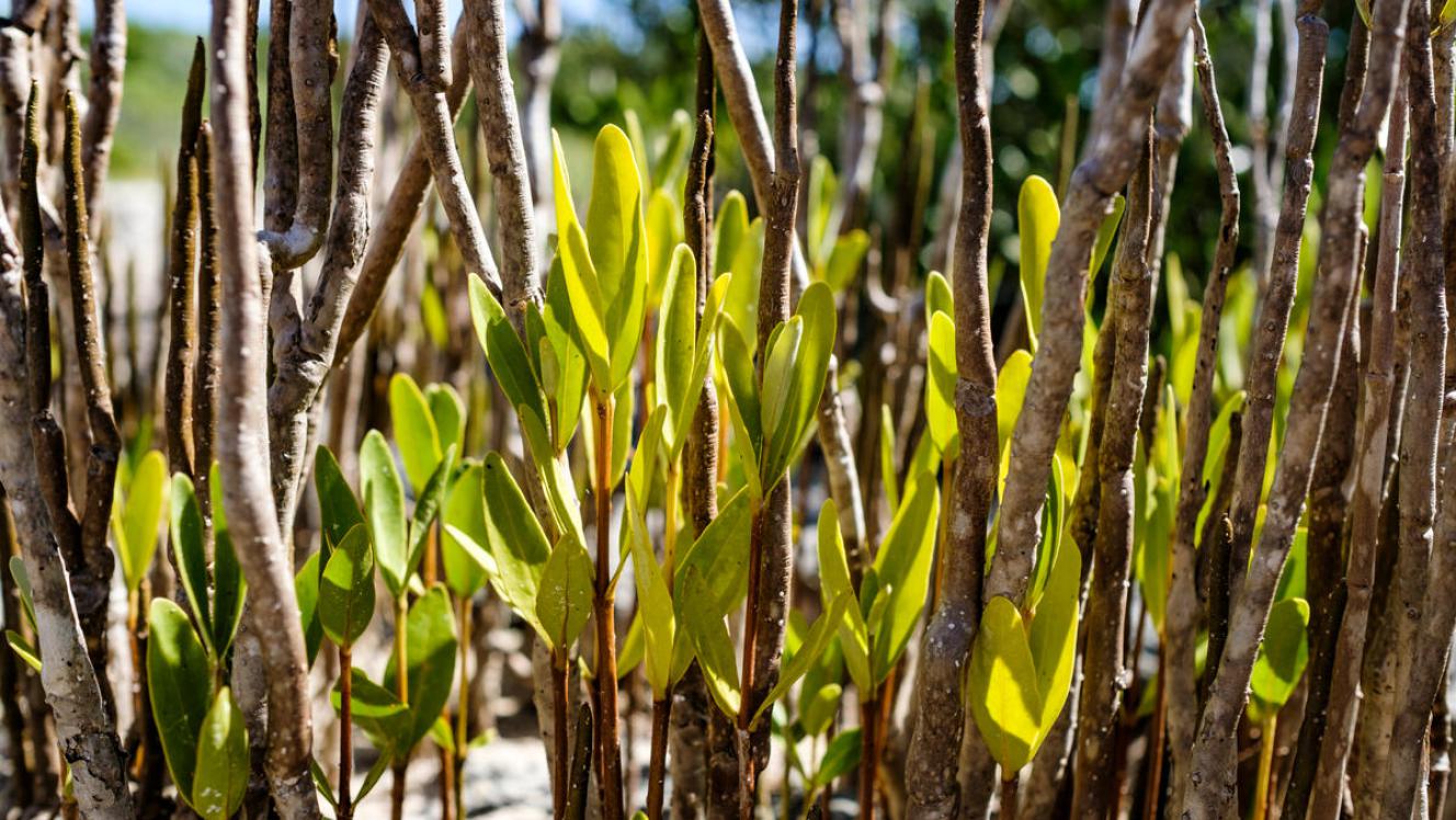 mangrove new growth