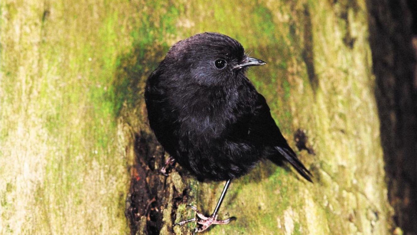 Chatham Island black robin