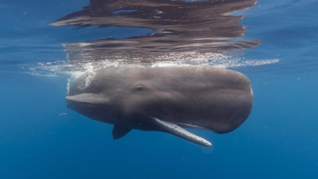 Juvenile sperm whale