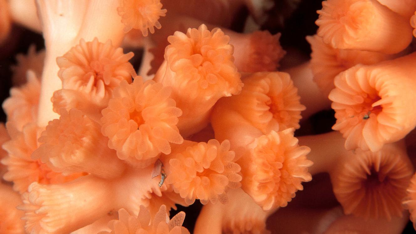 Image of deep sea coral