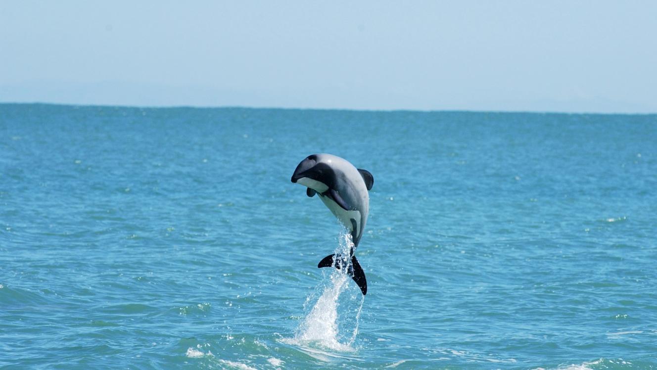 Jumping Hector's dolphin