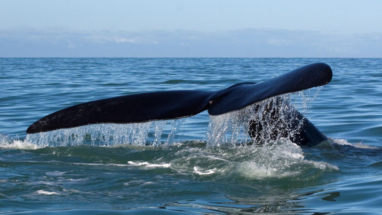 Southern right whale flukes