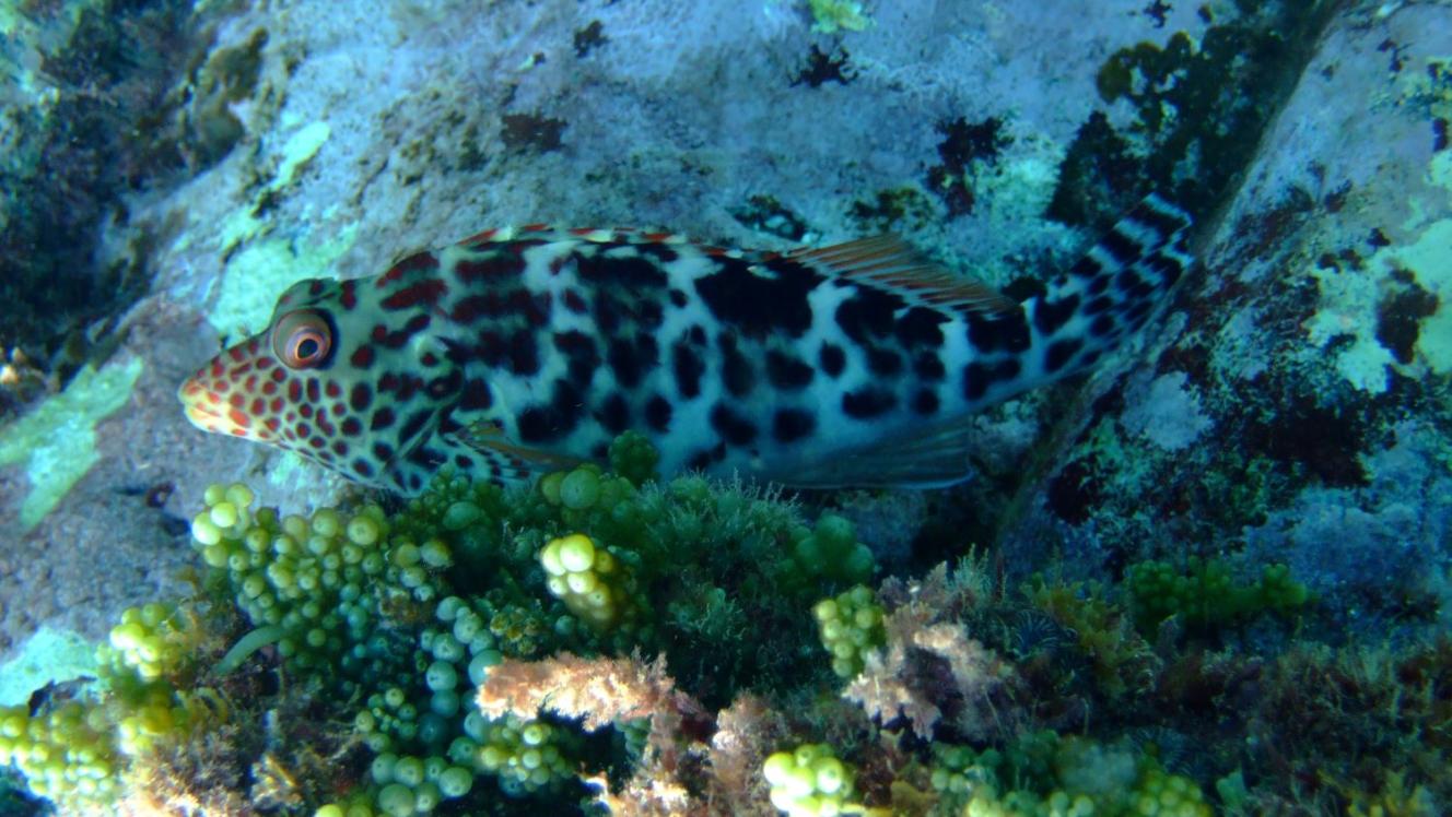 Splendid hawkfish