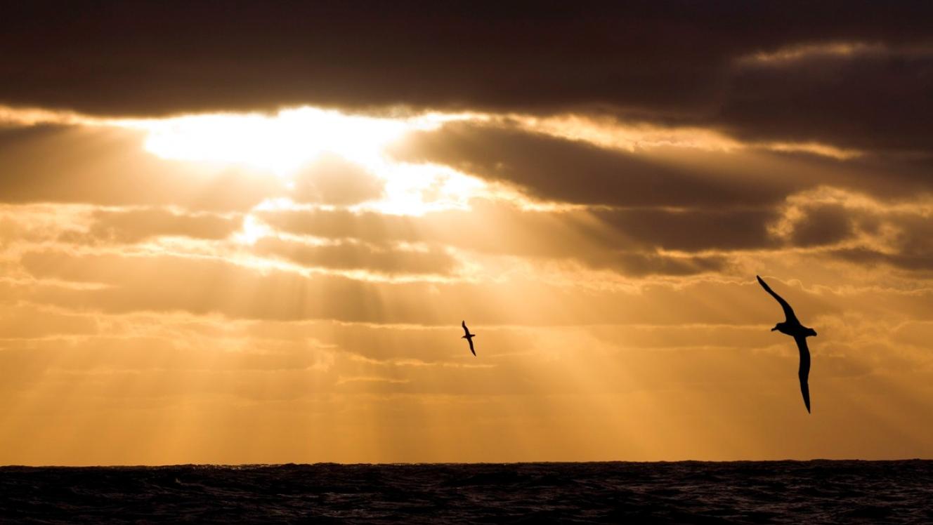 Albatross flying