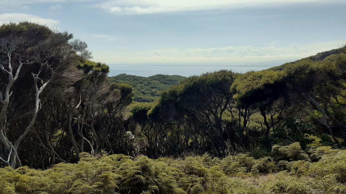 Regenerating bush - Kapiti Island