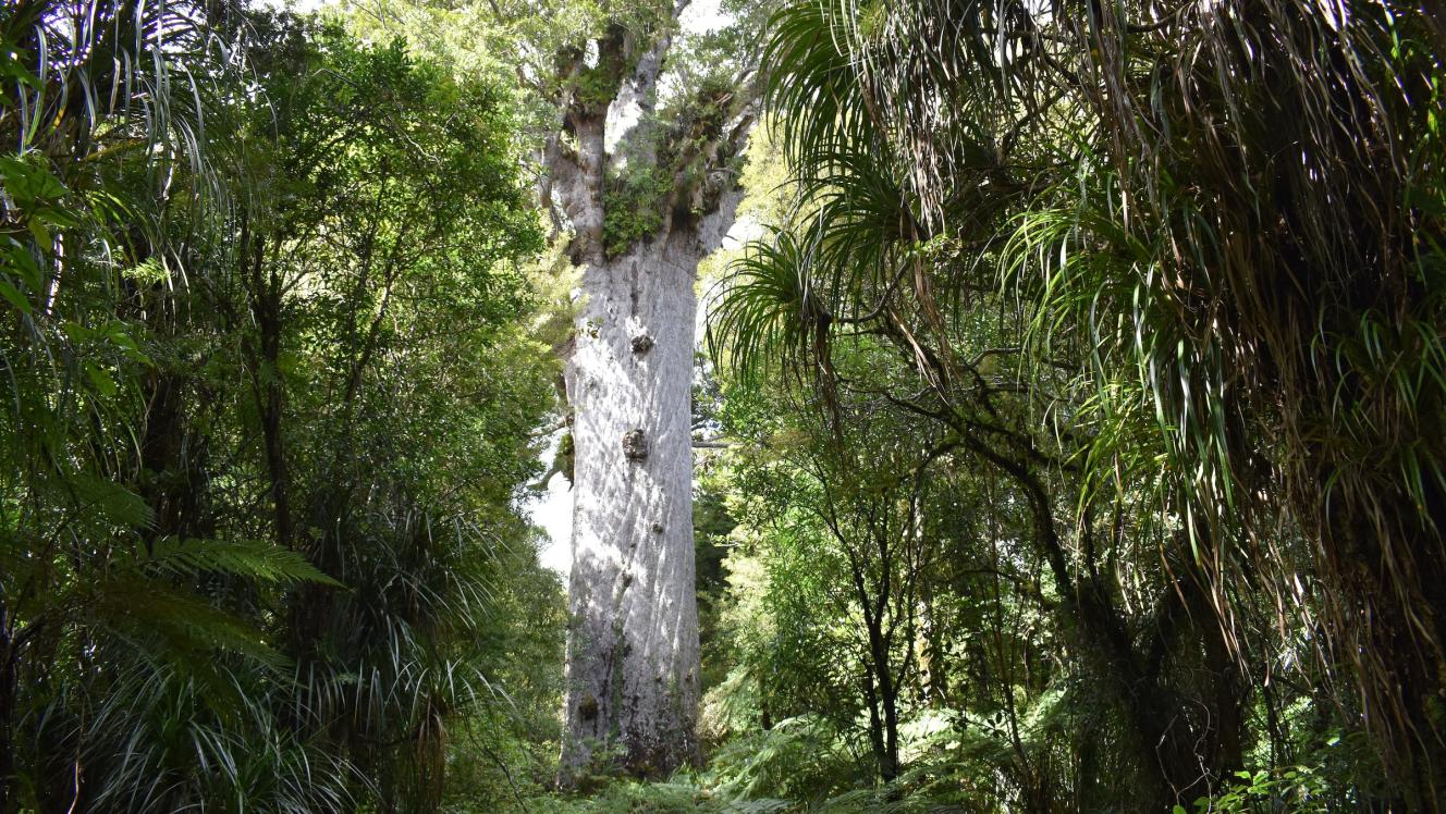 Kauri forest