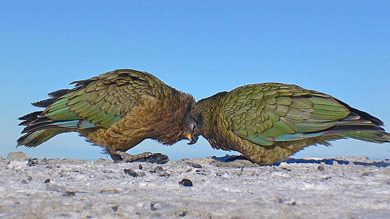 two kea head to head