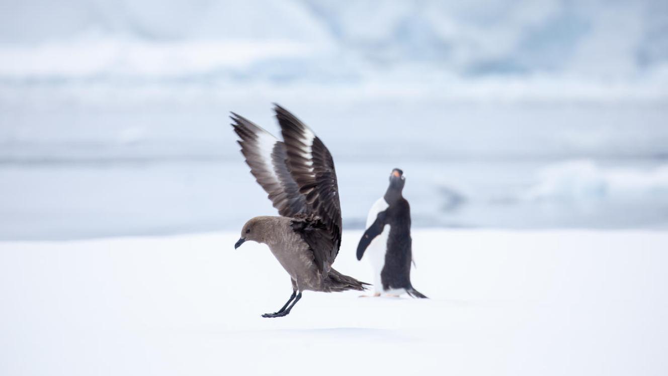 Antarctic skua and gentoo penguin