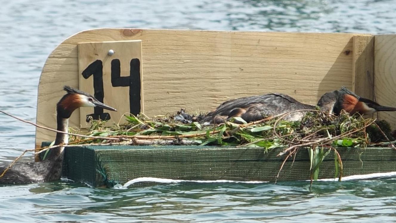 Grebe nest