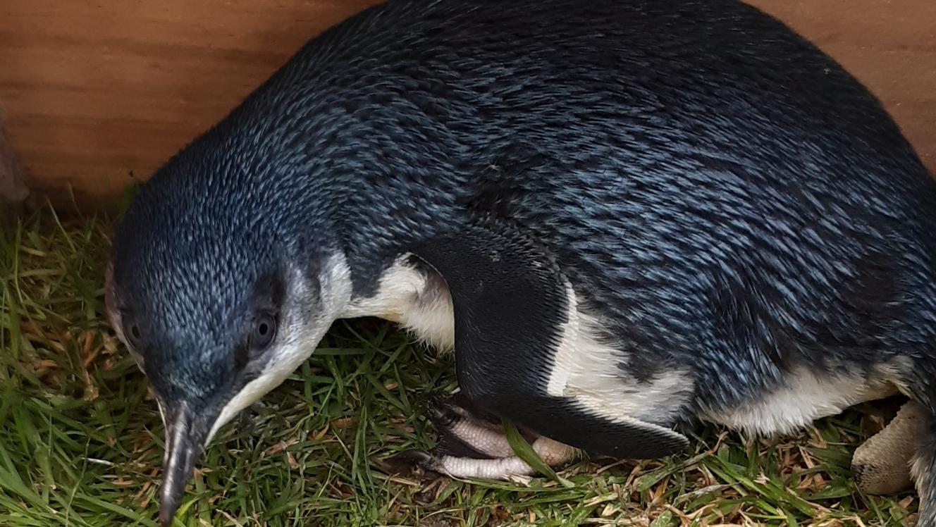 Little blue penguin