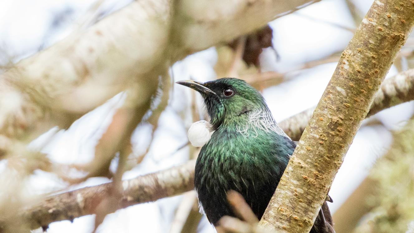 Image of a tui