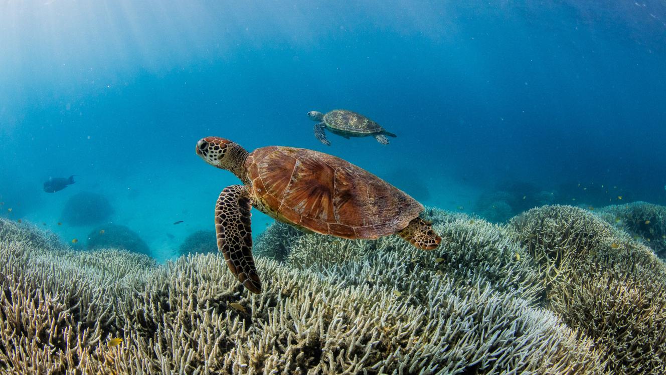 Coral bleaching on the southern Great Barrier Reef